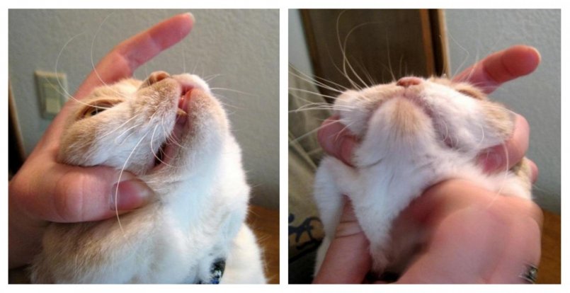 При принудительном скармливании таблетки голову кошки крепко держат в руке