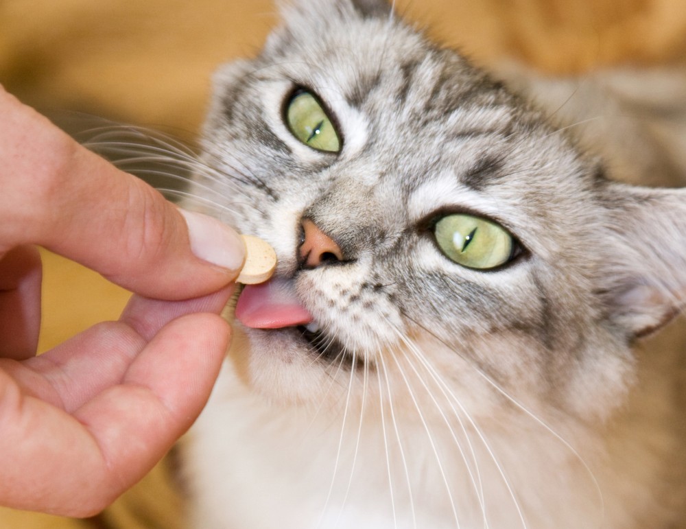 Кошка ест таблетку.jpg