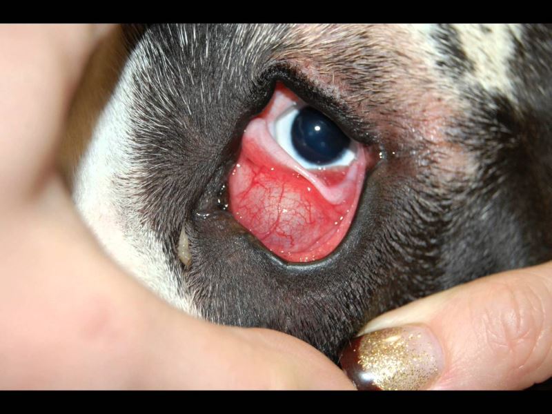 Болезнь глаз у кошки третье веко лечение thumbnail