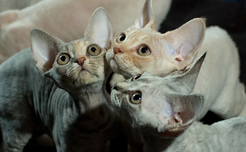Три котёнка девон рекс.jpg
