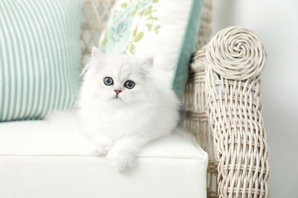 Белый персидский котёнок фото.jpg