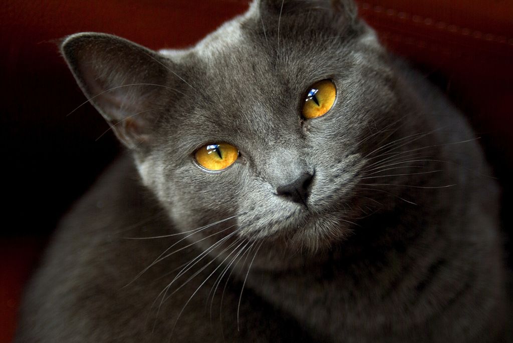 Картезианская кошка.jpg