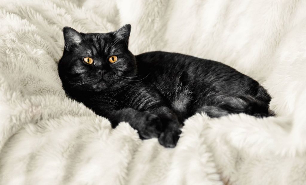 Черный британский кот фото