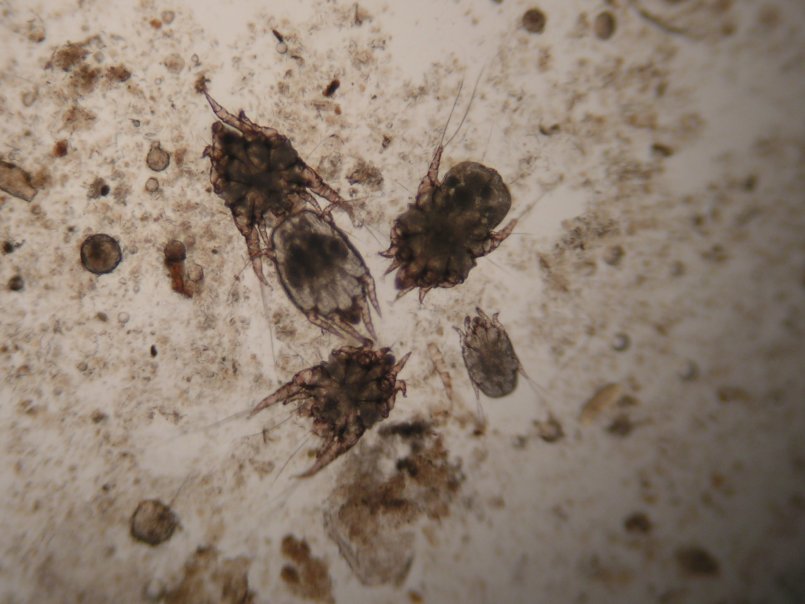 Немаленькие размеры Otodectes cynotis (0,75 мм) по сравнению с другими клещами не ограничивают его паразитизм
