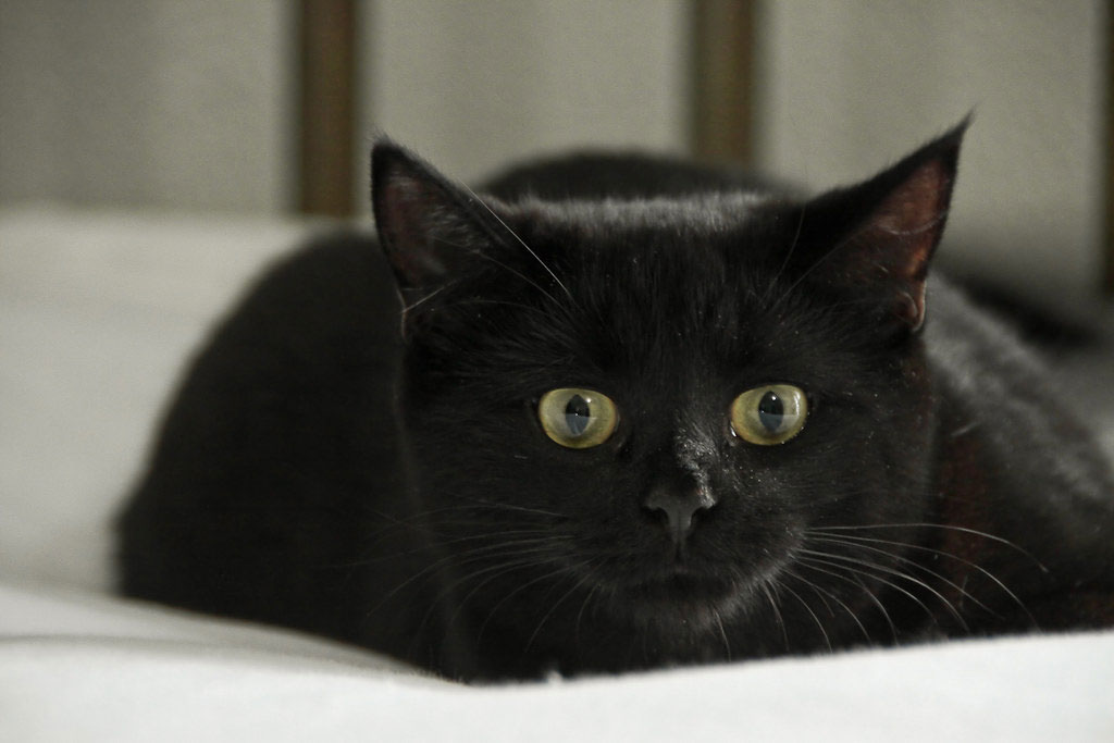 бомбейская кошка фото черная