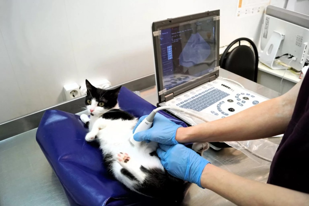 УЗИ кошки перед стерилизацией.jpg