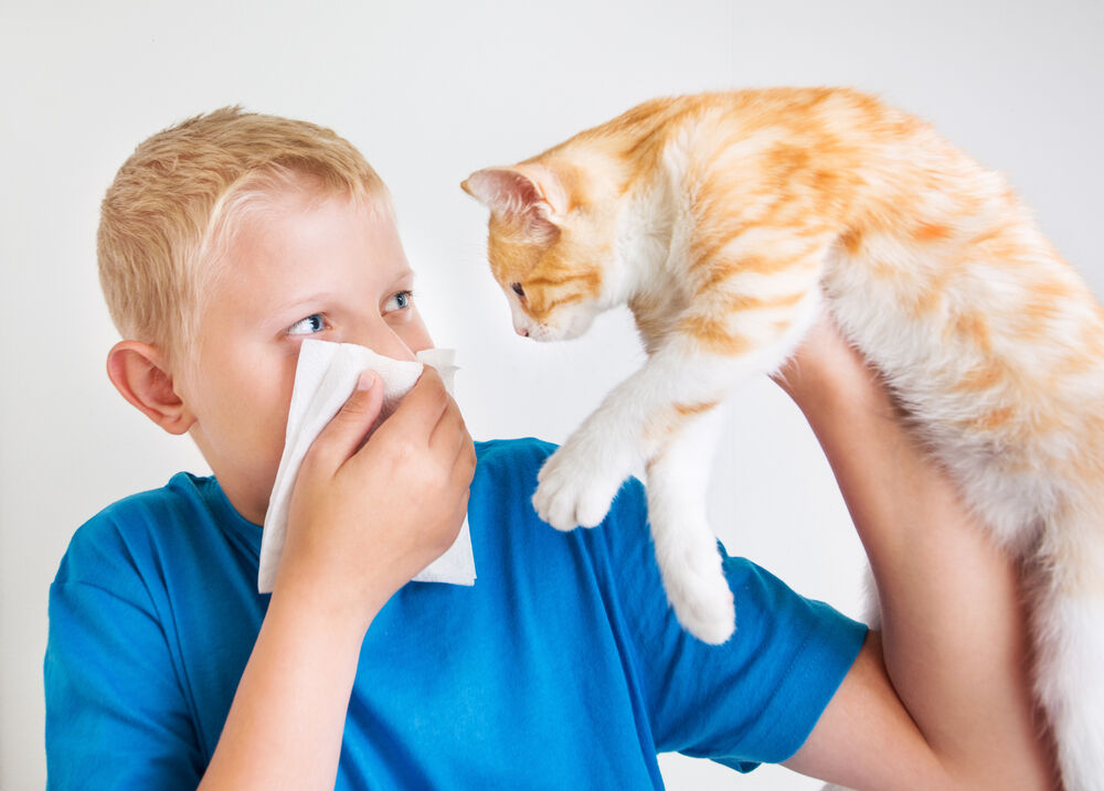 Можно ли приобрести аллергию на кошек thumbnail