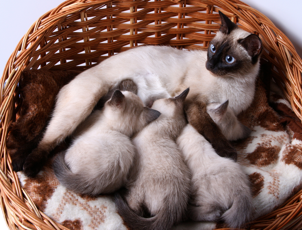 беременность сиамской кошки