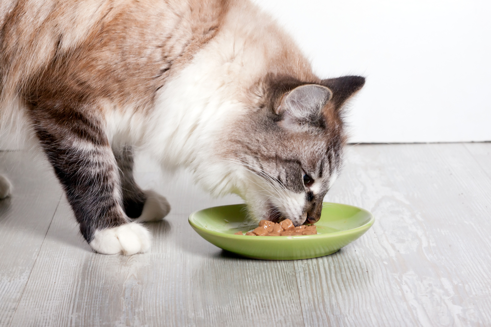 Синулокс подмешанный в еду кошке.jpg