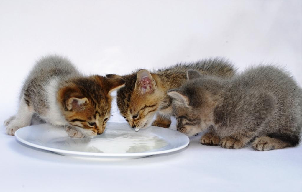 Месячные котята пьют козье молоко.jpg