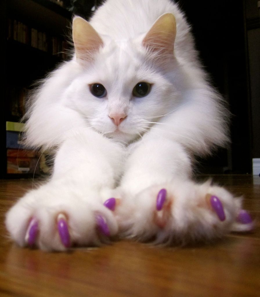Белая кошка в фиолетовых антицарапках.jpg
