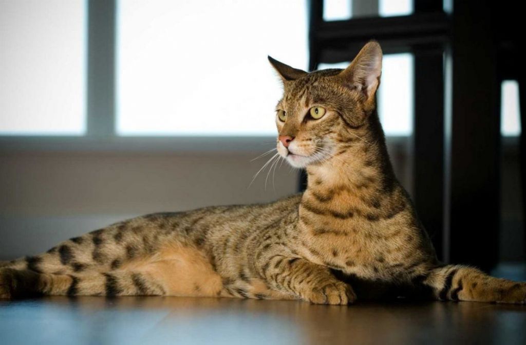 Кошка ашера - кошка саванна