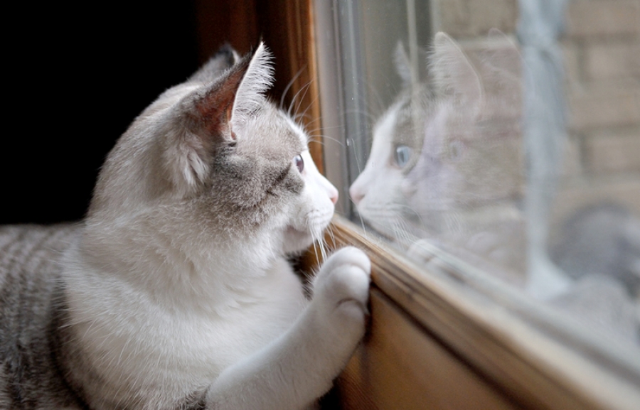 Диета у котов при мочекаменной болезни у котов в домашних условиях