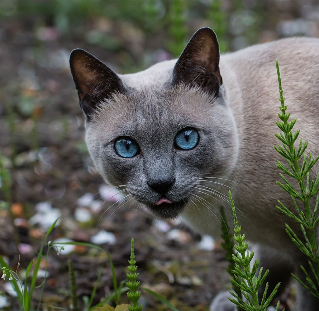 Сиамская кошка голубого окраса.jpg
