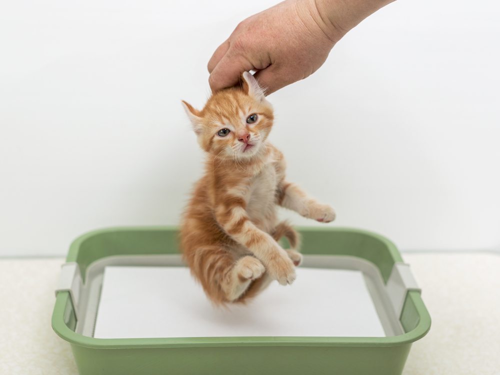 Как приучить котёнка к лотку: 🐈 простые советы