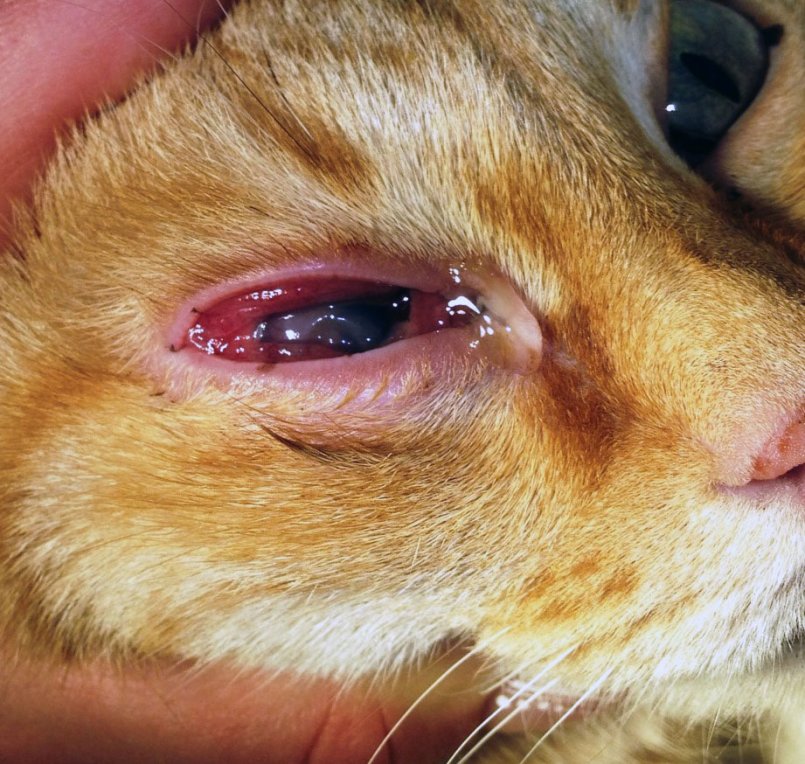 Болезни глаз у кошек третье веко лечение в домашних thumbnail