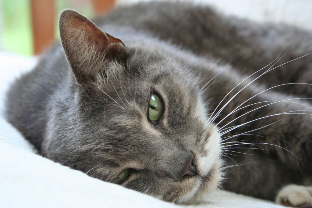 Могут ли кошки заболеть гепатитом thumbnail