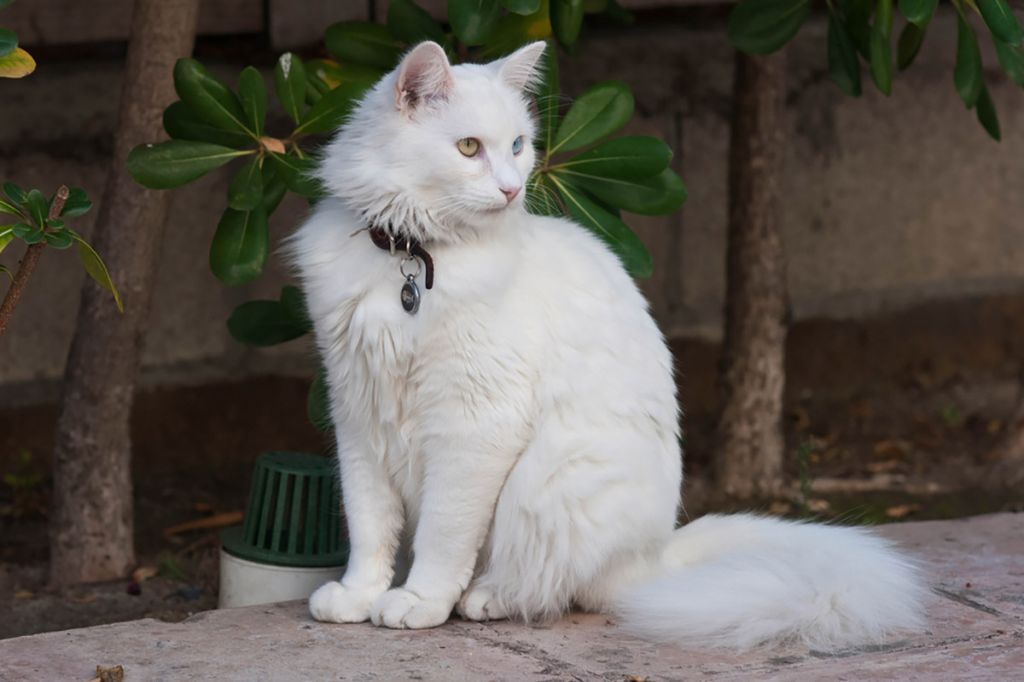 Белая ангорская кошка.jpg