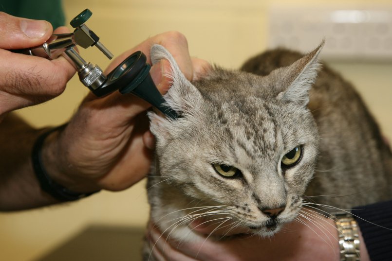 Лечение отита у кошки начинают после комплексного обследования