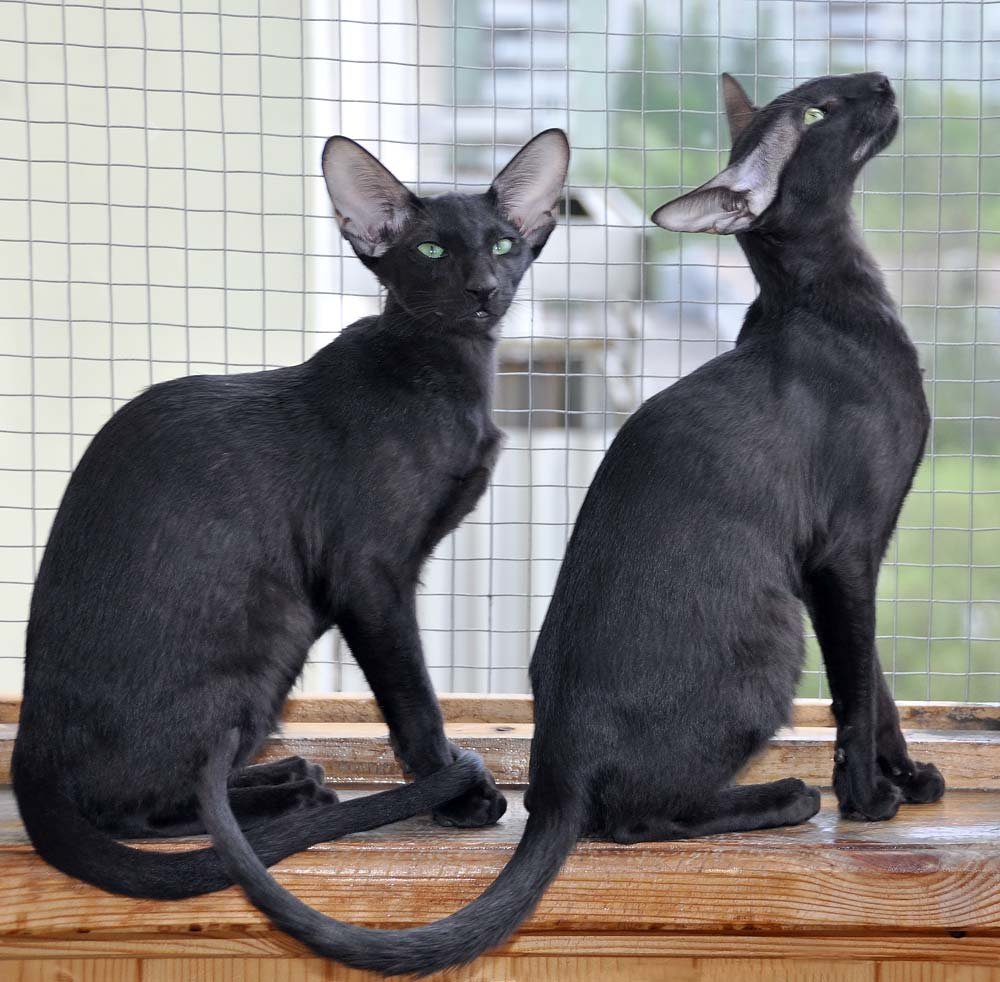 Черные кошки ориенталы.jpg
