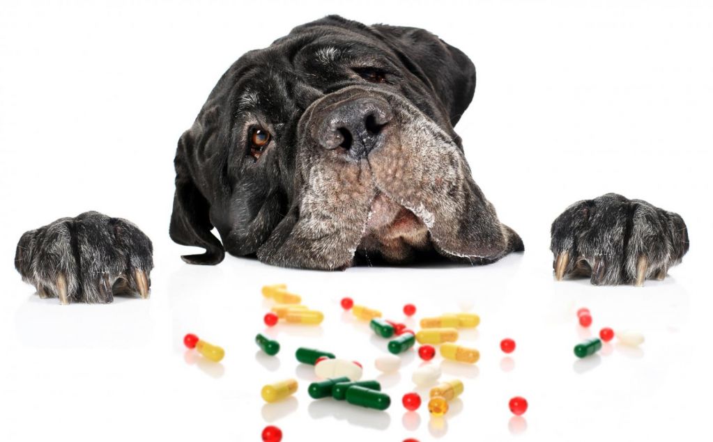 Перед покупкой обязательно уточните какой препарат нужен вашей собаке