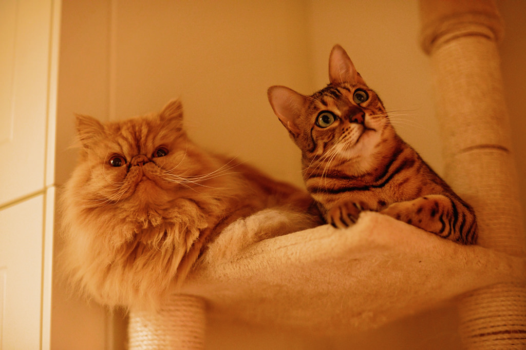 Азиатская табби и персидская кошка фото.jpg
