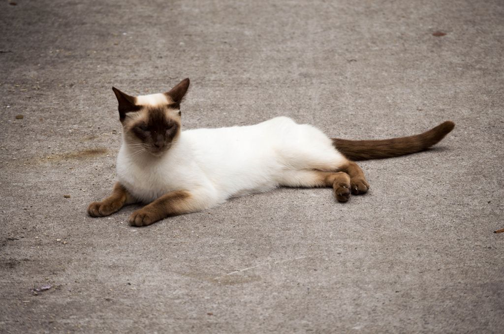 сиамская кошка 2 года