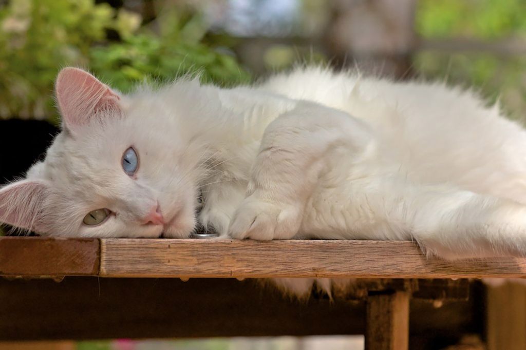 Кошка турецкая ангора.jpg