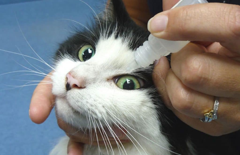 Капли для глаз кошки от конъюнктивита