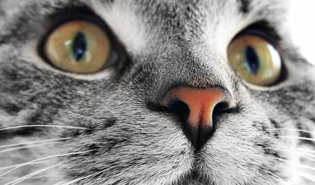 Уникальность носа кошки.jpg