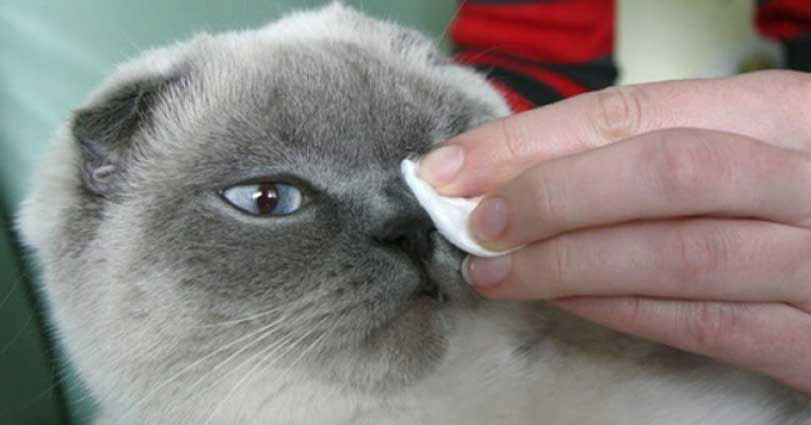 Болезни глаз у кошек слезятся глаза thumbnail