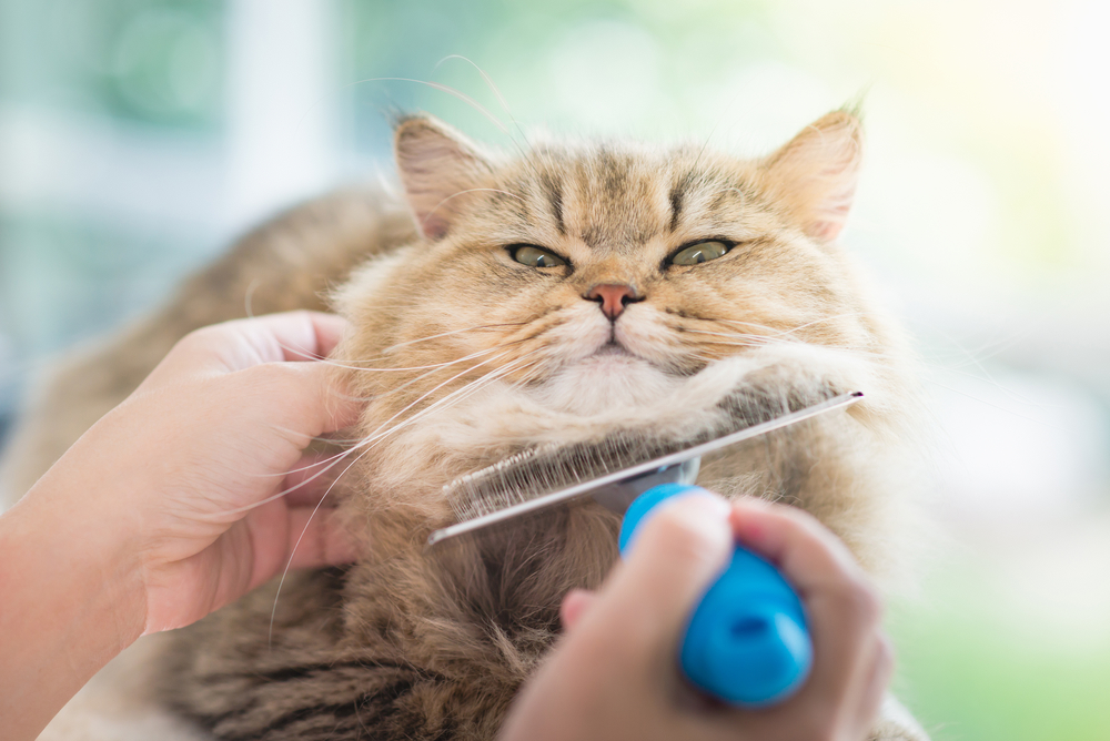 Может ли аллергия на кошку проявляться сыпью thumbnail