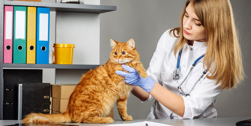 При сильном заражении гельминтами, кошке может потребоваться коррекция схемы лечения, но ее вносит только ветврач