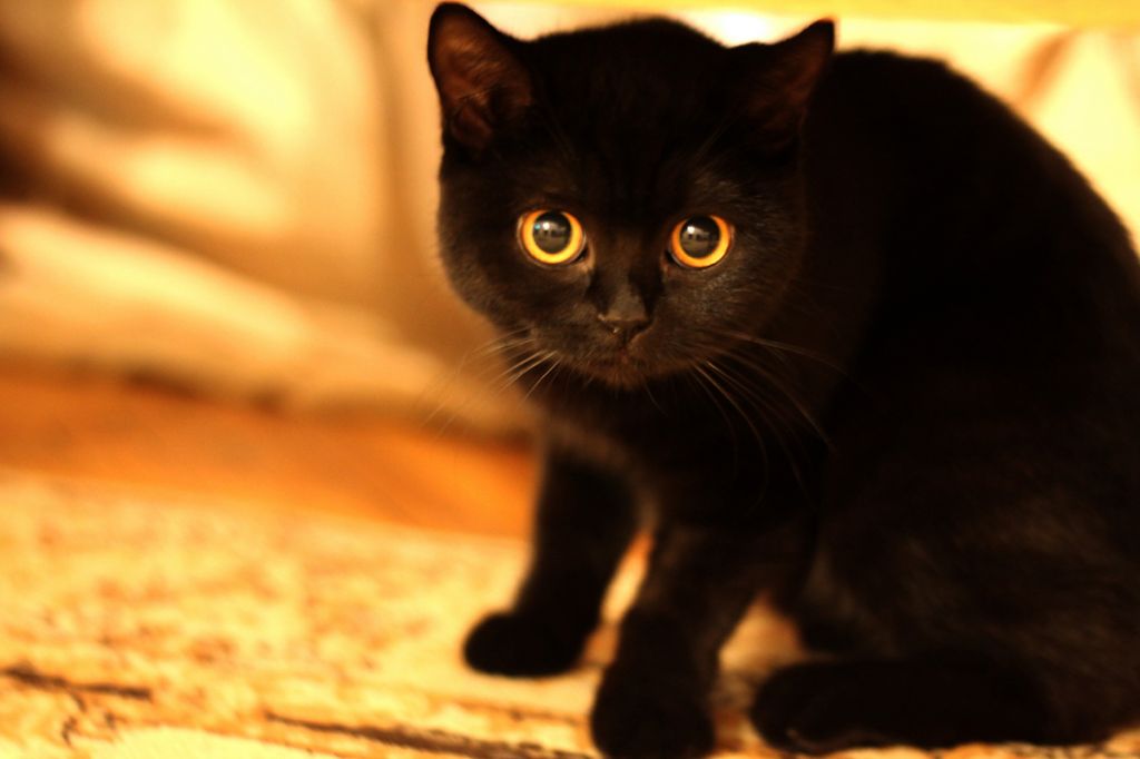 Британская короткошерстная кошка 🐈 фото, цена, описание породы, характер,  особенности, стандарт,
