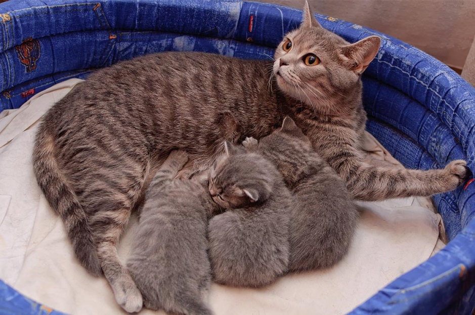 На время вскармливания новорожденных котят необходимо подобрать другое успокоительное лекарство для кошки