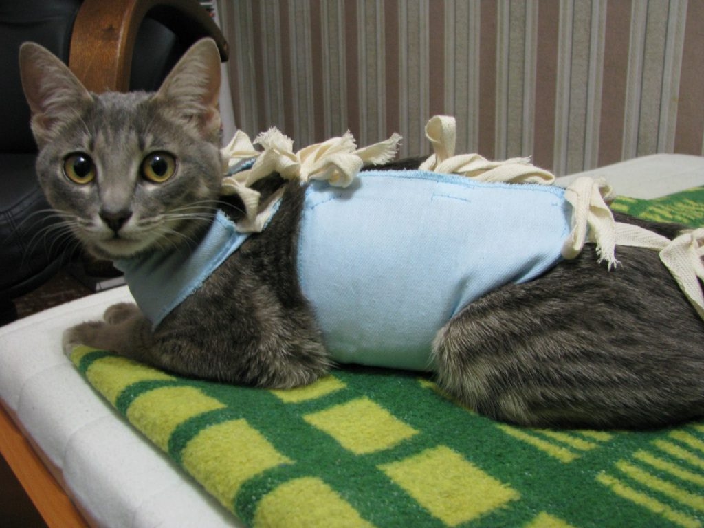 Кошка после стерилизации.jpg