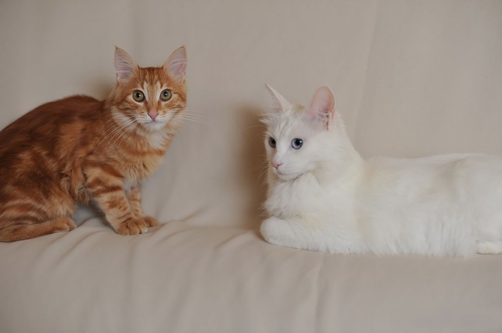 Белая и рыжий табби кошки турецкой ангоры.jpg