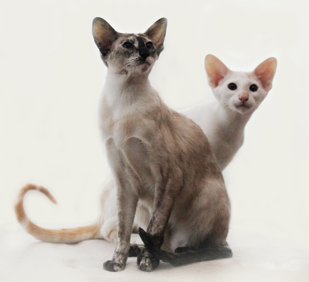 Фото сейшельских кошек