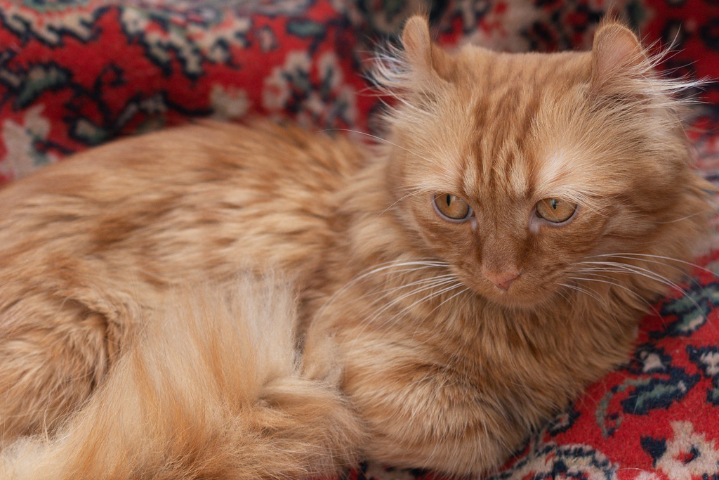 Рыжая кошка породы кинкалоу