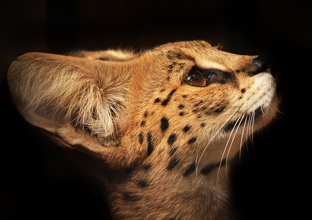 serval7