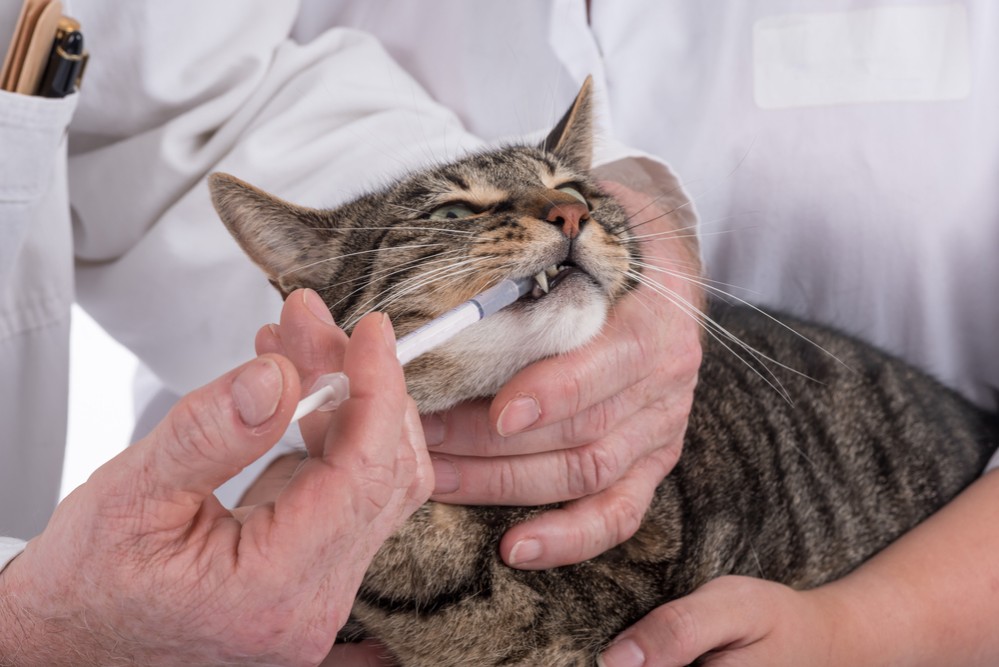 Лечение кошки от инфекционных болезней