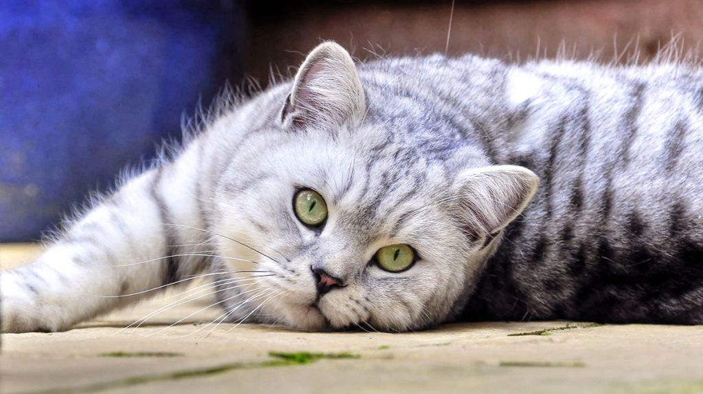 Полосатая кошка британской короткошерстной породы фото.jpg