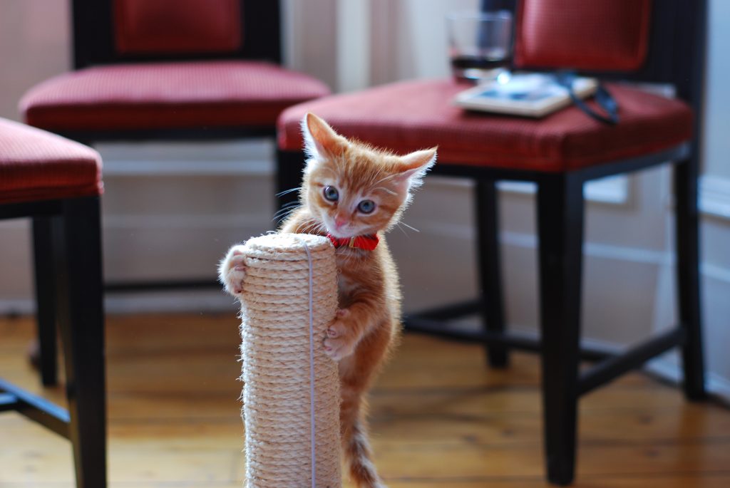 Котёнок на когтедралке столбике.jpg