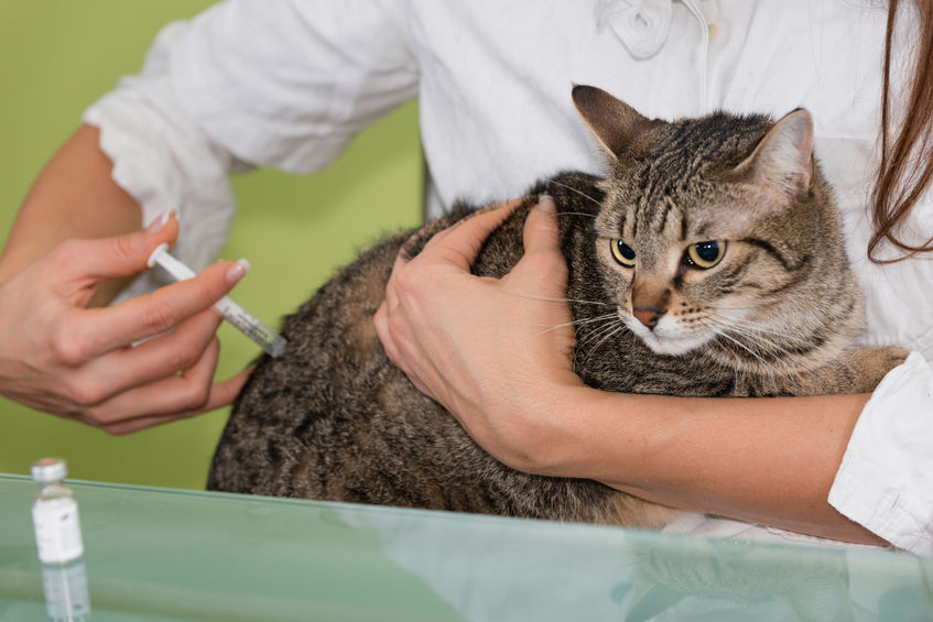 Лечить кота Дексафортом без консультации врача нельзя, так как препарат является сильнодействующим