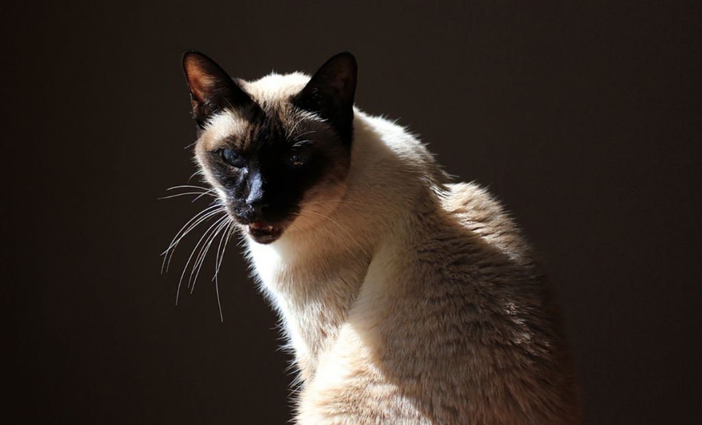 сиамская кошка гипоаллергенная или нет