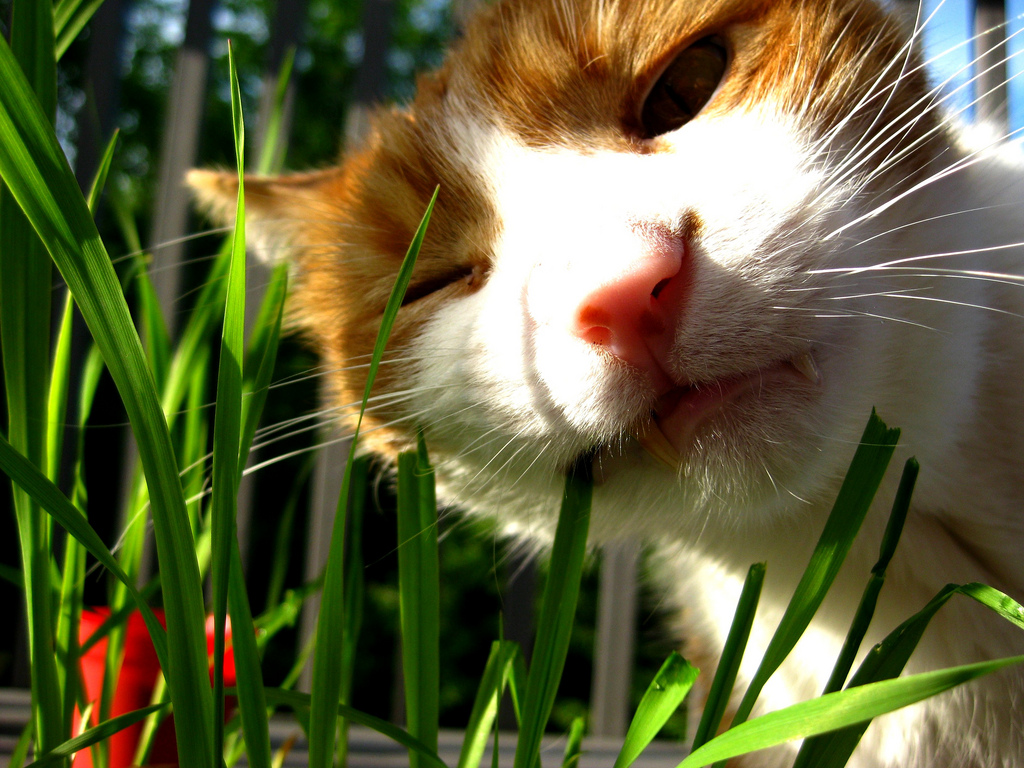 Кошка ест траву.jpg