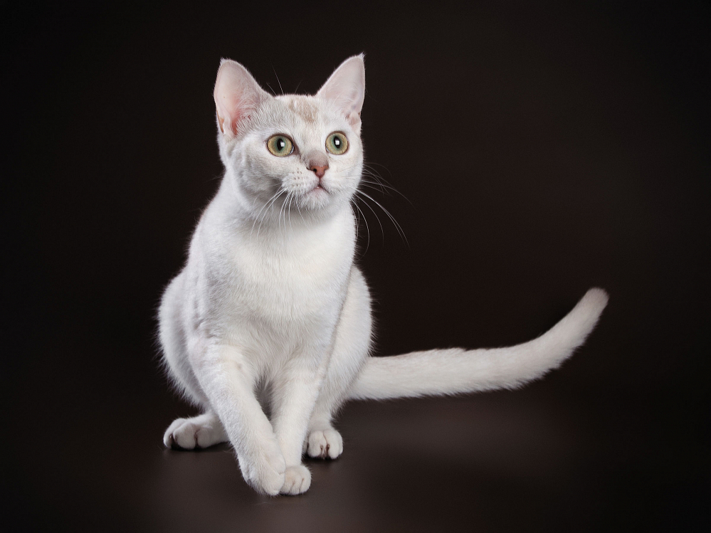 сиамская кошка с короткой шерстью