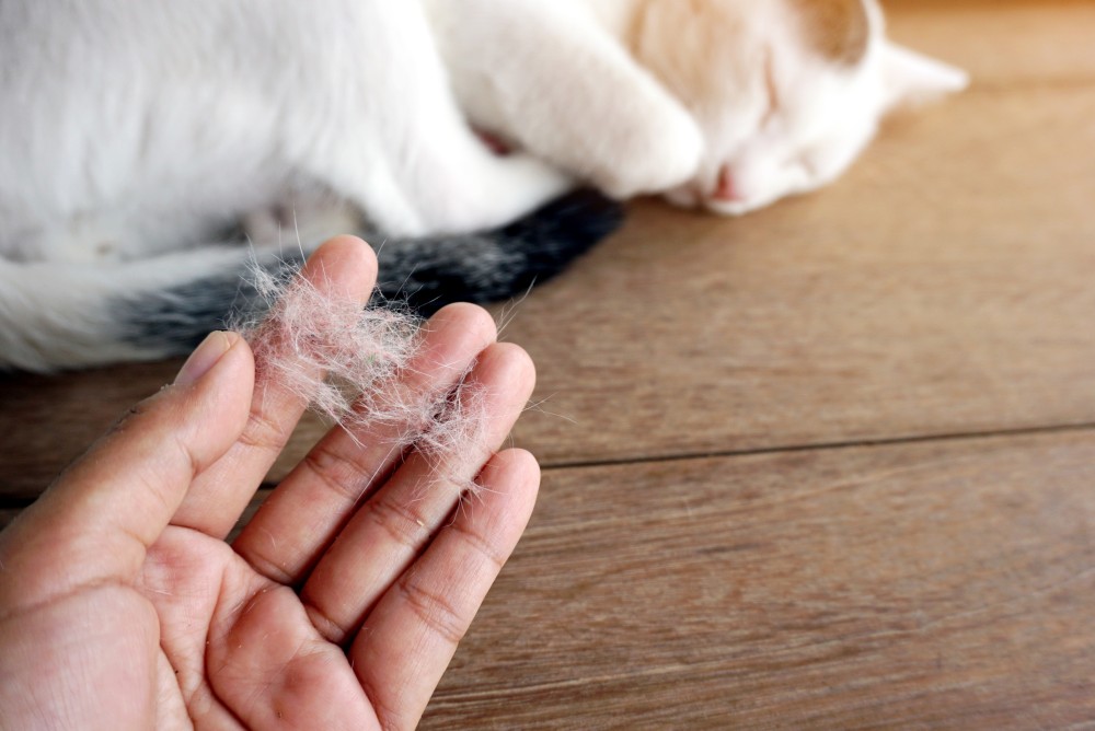 Через сколько может проявиться аллергия на кошку thumbnail
