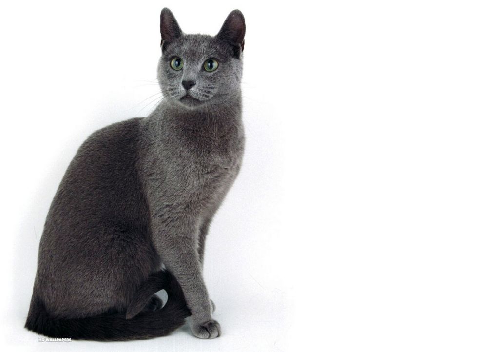 вес русской голубой кошки