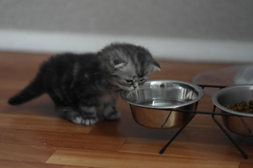 Котёнок 1 месяца пьёт воду.jpg